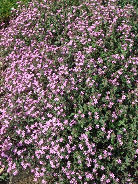 Saponaria ocymoides